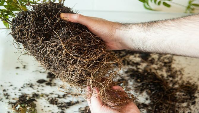 Removing Old Soil And Roots