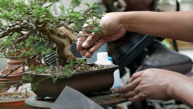 Selecting A Bonsai Tree Fertilizer