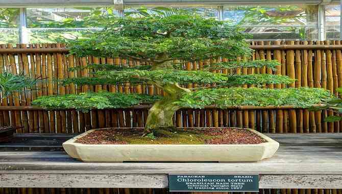 Skip The Evergreen Bonsai Indoors