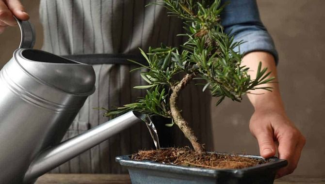 Soaking The Bonsai