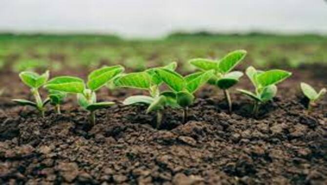Soil Fertility Is Vital For Any Plant Or Crop To Grow