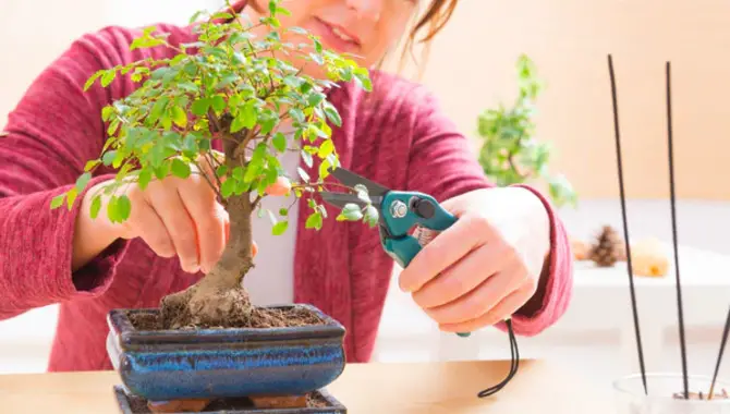 Steps For Repotting Bonsai Seedlings And Trees