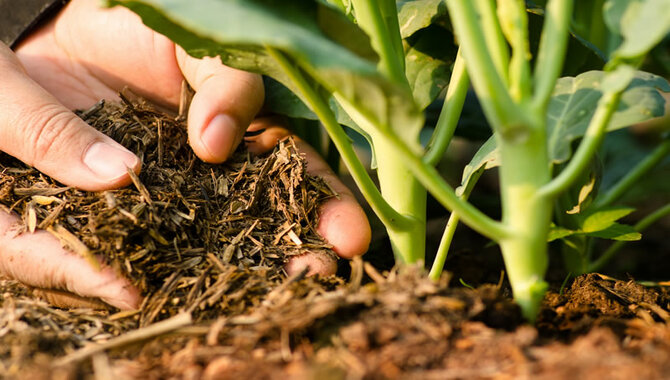 Ten Ways To Make Your Soil Fertile Naturally