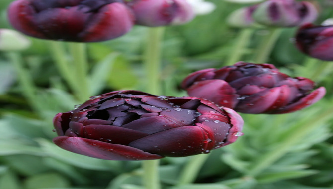 The Beauty Of Black Tulip Bulbs