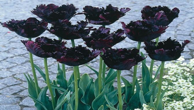 The Best Time To Plant Black Tulip Bulbs