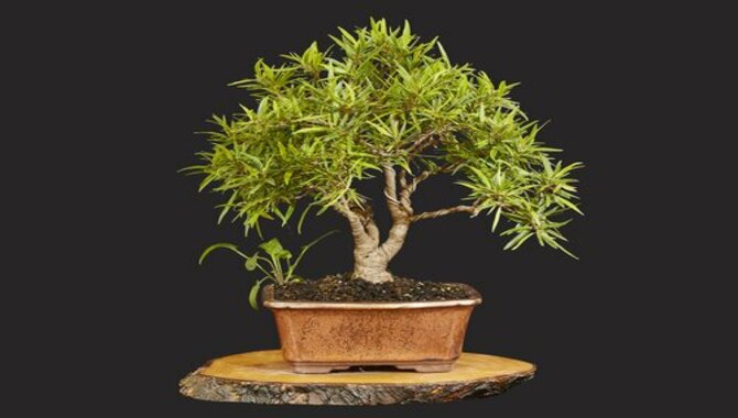 Tips For Repotting Bonsai Trees In Winter