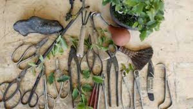 Tools And Materials Needed For Repotting A Bonsai Tree