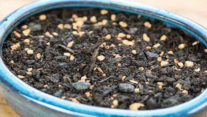 Use A Potting Mix Formulated Explicitly For Bonsai