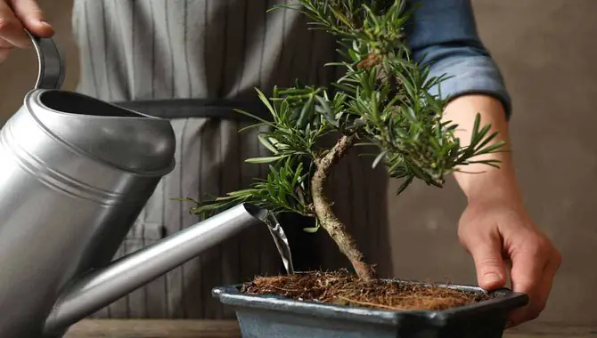 Water Your Bonsai Tree Properly