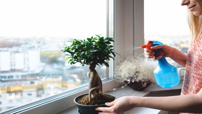 Watering Your Bonsai Tree