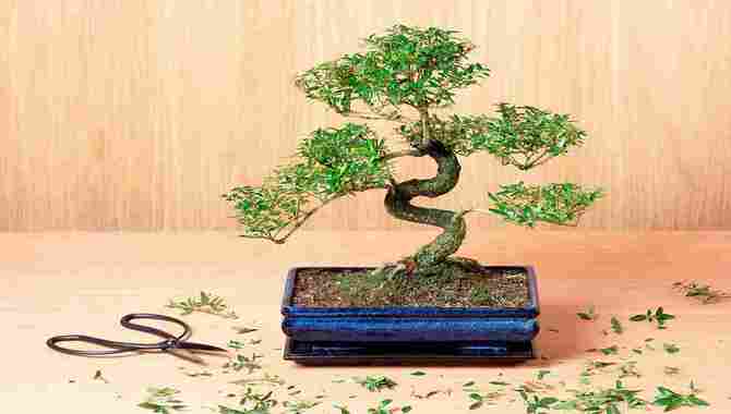 What Is An Indoor Bonsai Tree_11zon