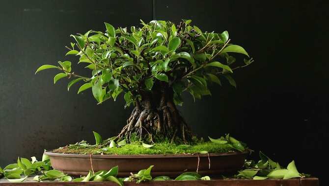 What Is Bonsai Ficus