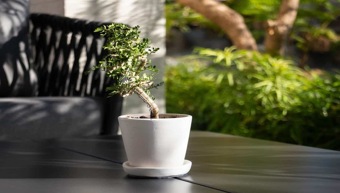 What Materials Do You Need For Repotting A Bonsai In Winter?