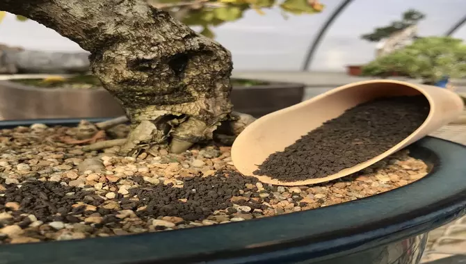 What Kind Of Fertilizer Should Be Used For Bonsai Ficus?
