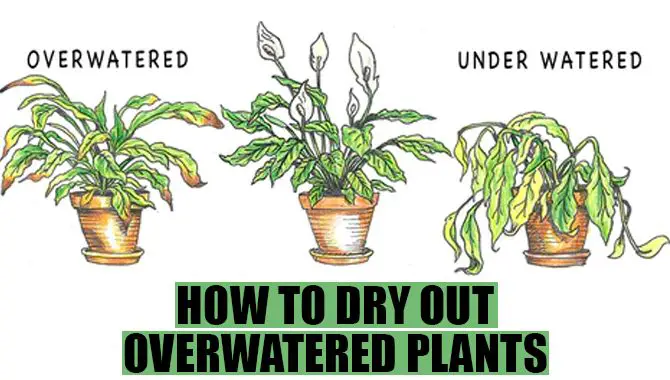 How To Dry Out Overwater Plants