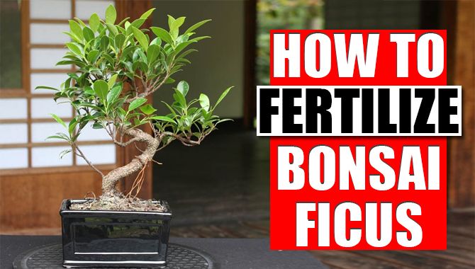 How To Fertilize Bonsai Ficus