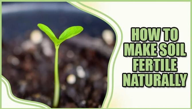 How To Make Soil Fertile Naturally