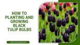 How To Planting And Growing Black Tulip Bulbs