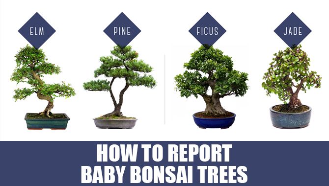 How To Report Baby Bonsai Trees