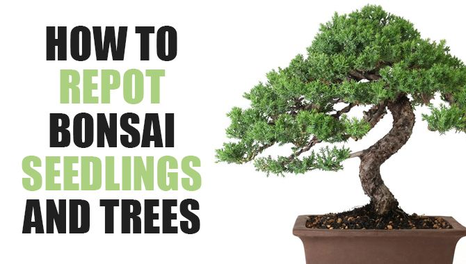 How To Repot Bonsai Seedlings And Trees