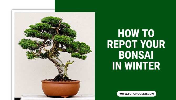 How to Repot your Bonsai in Winter