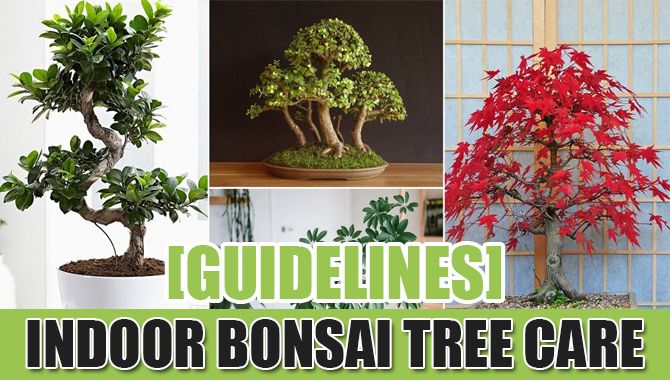 Indoor Bonsai Tree Care