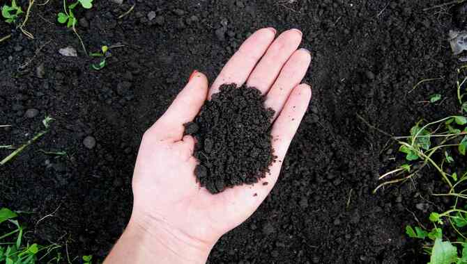 Loam Soil