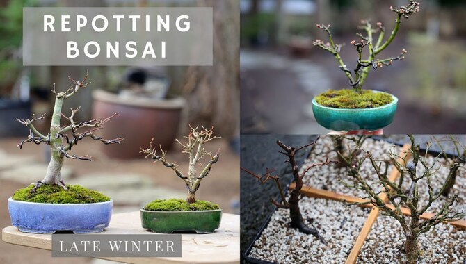 Repot Your Bonsai In Winter - Follow The Steps Below