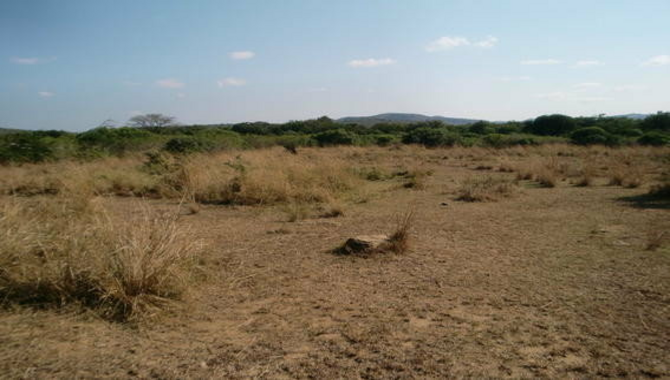 The African Savanna