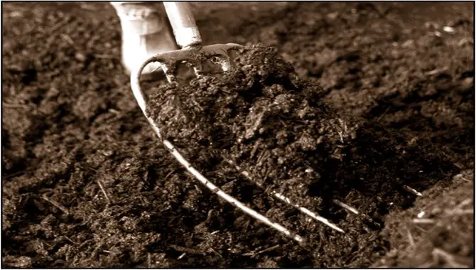 The Importance Of Inorganic Matter In Soil For A Healthy Garden