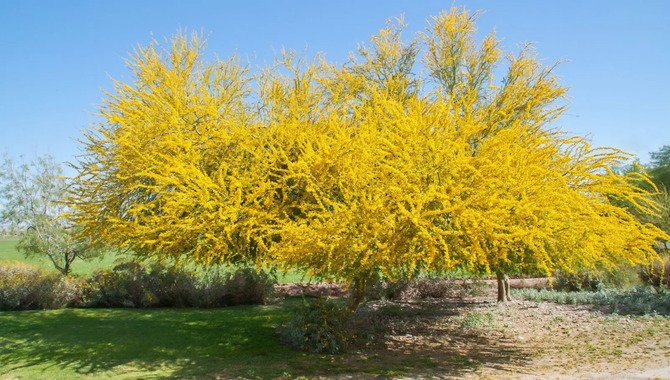 5 Methods To Trim Palo Verde Tree