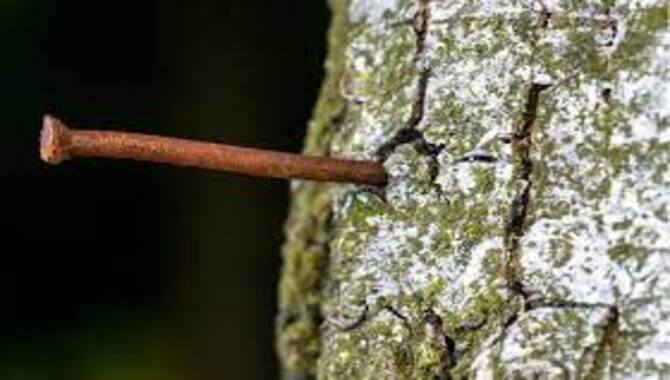 6 Easy Ways To Kill A Tree Copper Nail