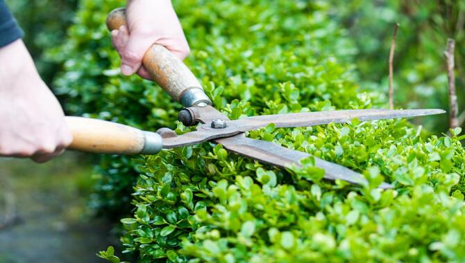 7 Awesome Ways To Trim A Laurel Bush