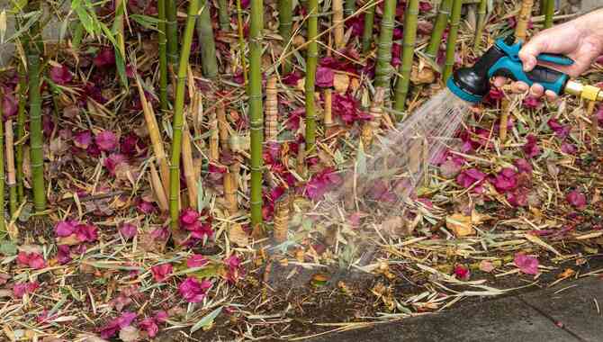 7 Steps To Kill Bamboo Stumps Quickly And Easily