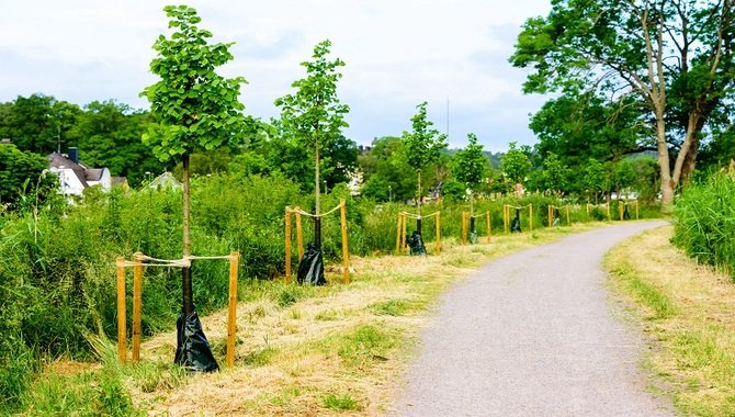 Brace The Tree Against Strong Winds