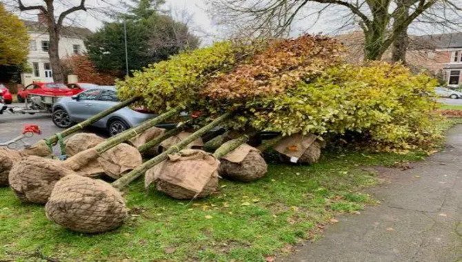 Caring For Pleached Trees