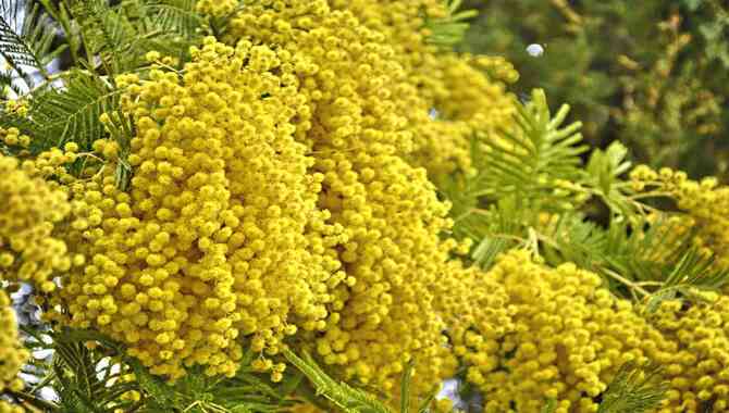 Choose The Right Time To Prune A Mimosa Tree.