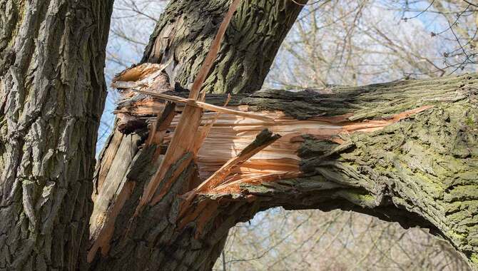 Cut Off Any Damaged Branches.