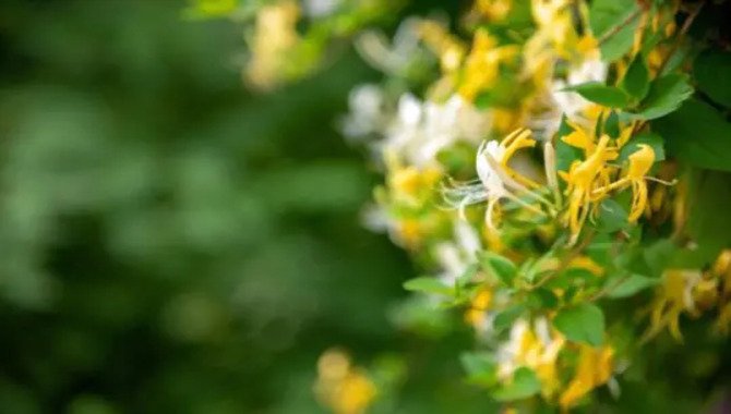 Fertilizing And Watering Transplant Honeysuckle