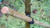 How To Brace A Large Leaning Tree: 6 Easy Steps