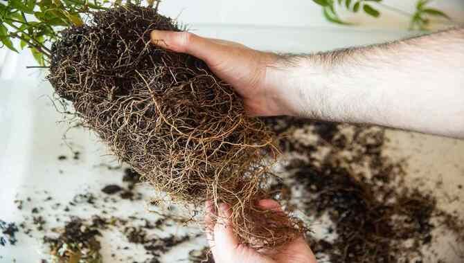 Gently Loosen The Roots Of The Tree By Hand