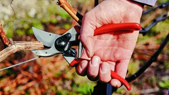 Hand Pruning