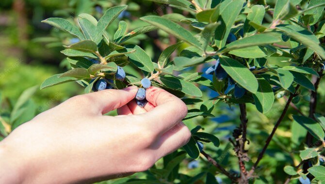 Harvesting The Honeysuckle