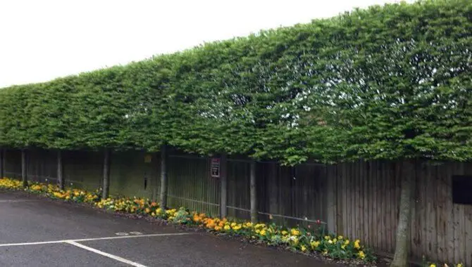 How Much Space Do Pleached Trees Need.jpg