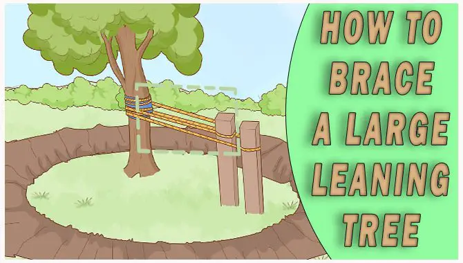 How To Brace A Large Leaning Tree