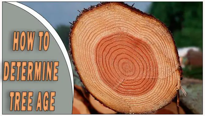 How To Determine Tree Age
