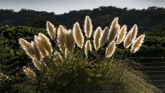 How To Get Pampas Grass Off Your Property