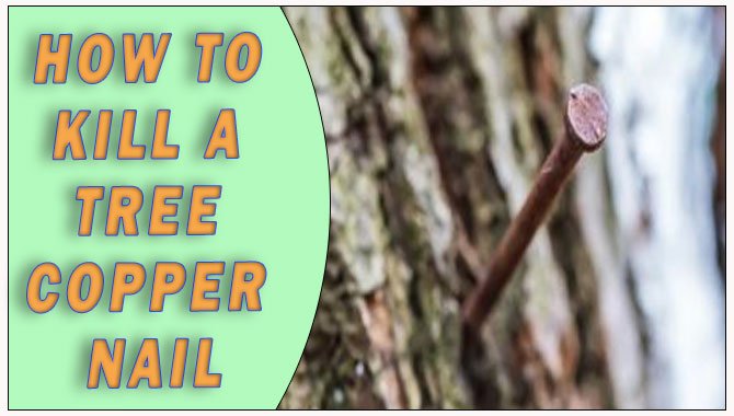 How To Kill A Tree Copper Nail
