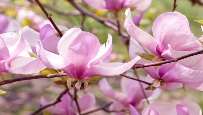 How To Prune An Evergreen Magnolia