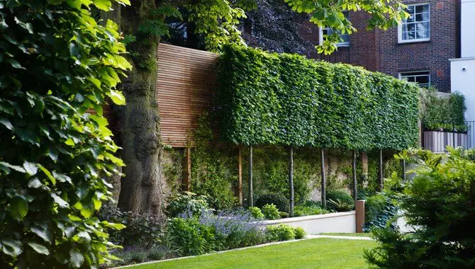 How To Prune Pleached Trees